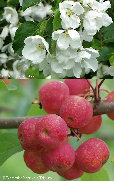 Malus 'Per�pohjola', koristeomenapuu